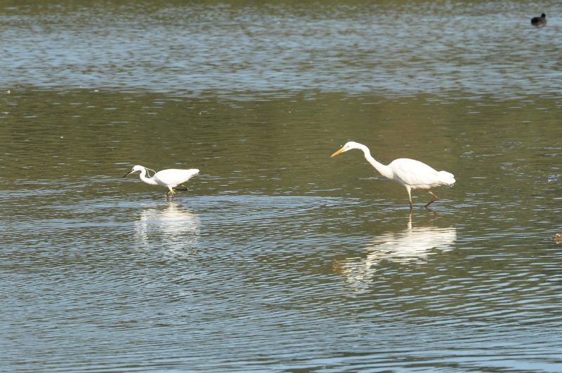 Aigrette garzette et Grande Aigrette